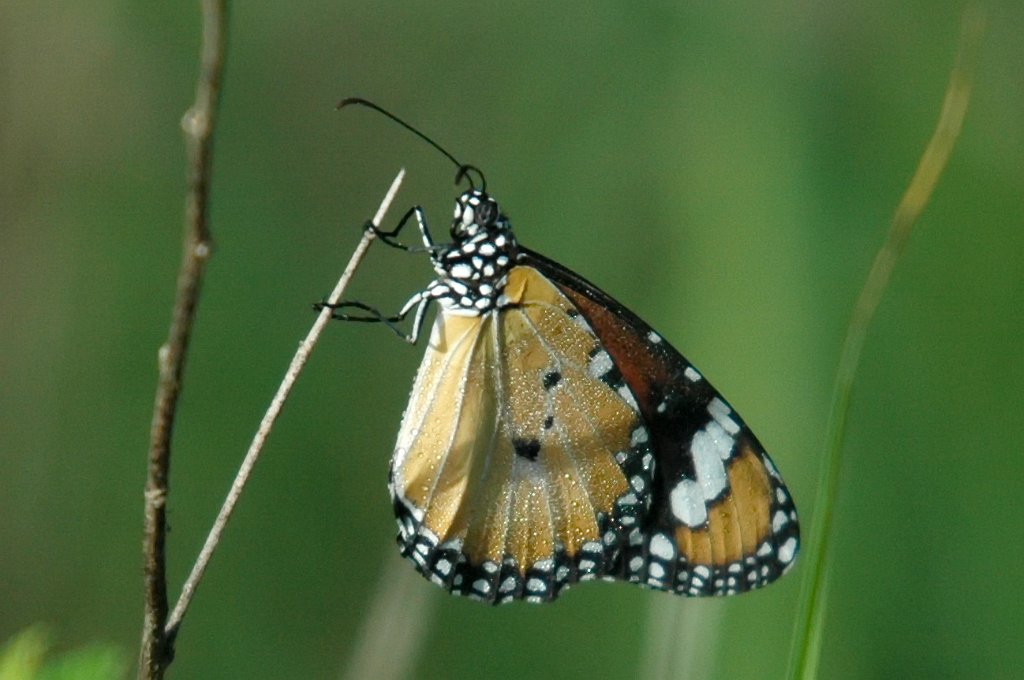 101 Wanderer, Lesser, 2007-12202108b.jpg - Lesser Wanderer (Danaus chrysippus) Butterfly. Mary River Park, NT, 12-20-2007